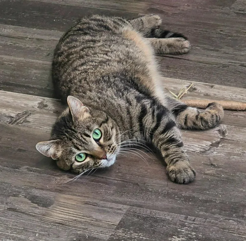 Cornbread thumbnail 6