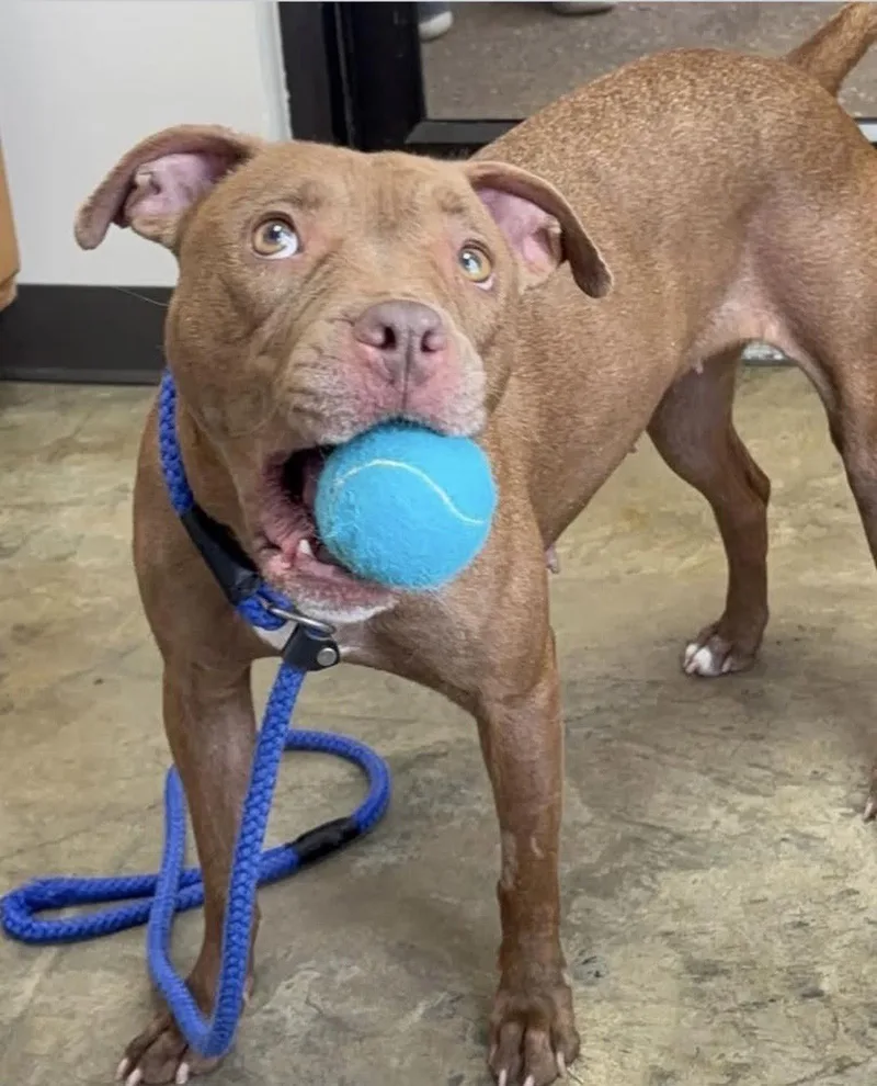 An adult medium-sized female Red / Chestnut / Orange Pit Bull Terrier dog named Anna for adoption in Collierville, TN