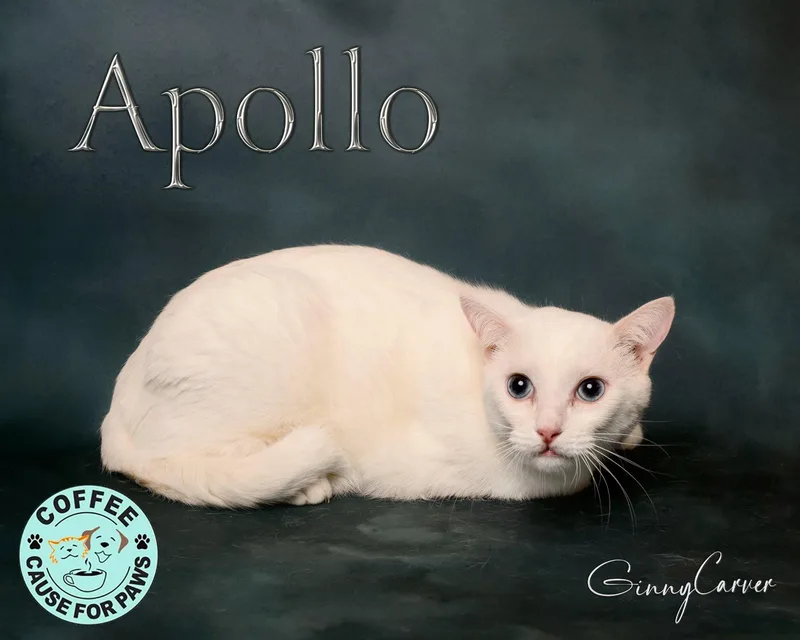 An adult medium-sized male Domestic Short Hair cat named Apollo for adoption in Douglas, GA