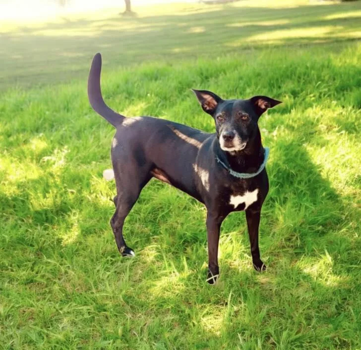 An adult large-sized female Black Labrador Retriever dog named Autumn for adoption in Winter haven, FL