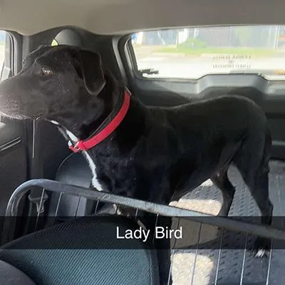 Ladybird thumbnail 2