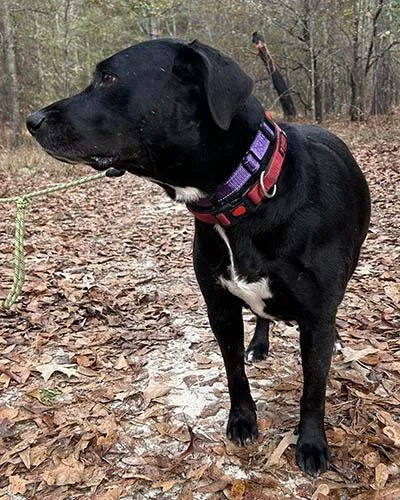 Ladybird thumbnail 3