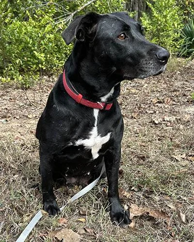 Ladybird thumbnail 4