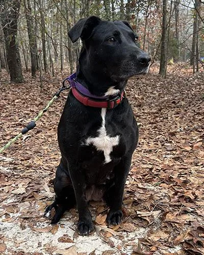 Ladybird thumbnail 5