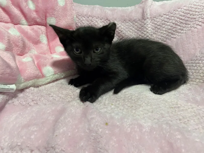 Bellatrix Baby thumbnail 2