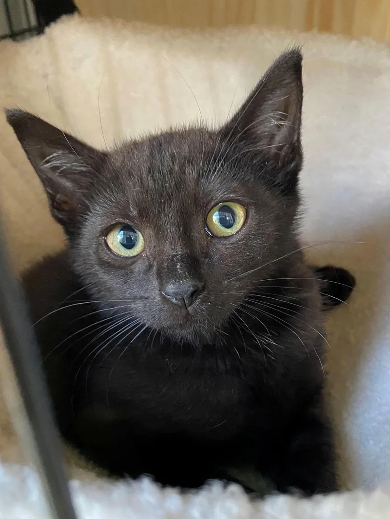 Bellatrix Baby thumbnail 3