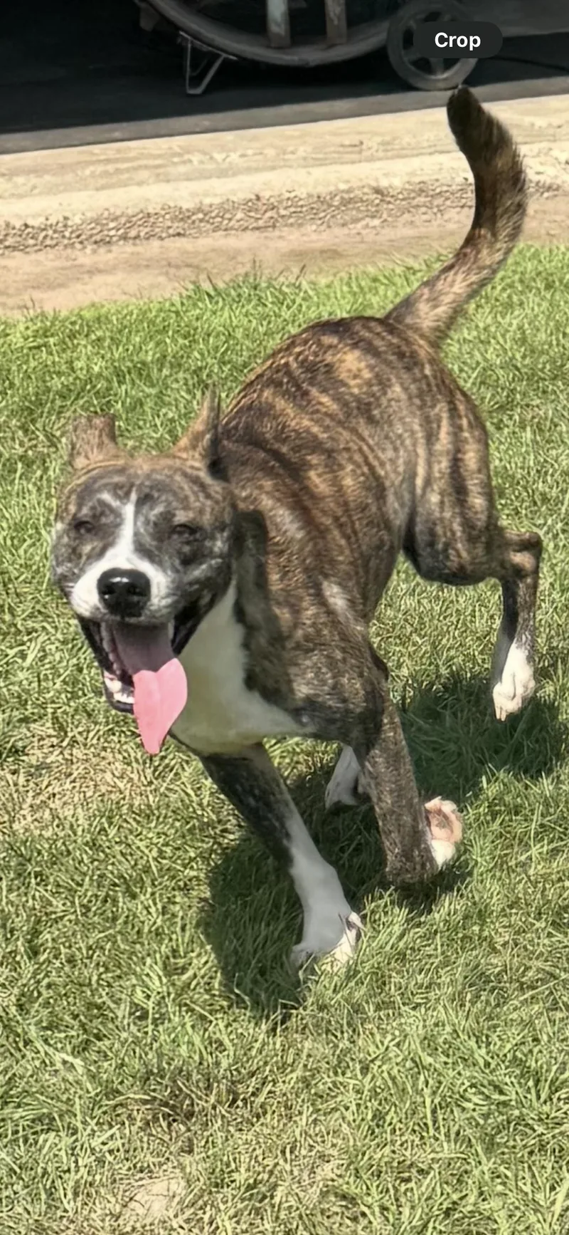 A young medium-sized male Brindle American Staffordshire Terrier dog named Auggie for adoption in Bronson, TX