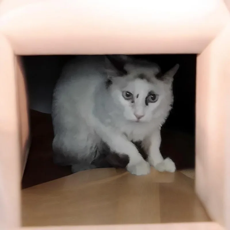 A young medium-sized male Domestic Short Hair cat named Baby for adoption in Richland Hills, TX