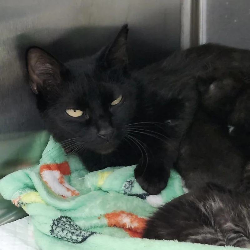 A young medium-sized female Black Domestic Short Hair cat named Dana for adoption in Clearwater, FL