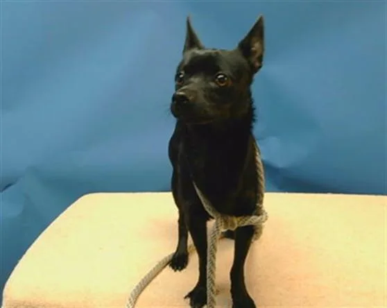 A young small-sized male Chihuahua dog named Spencer for adoption in Gardena, CA