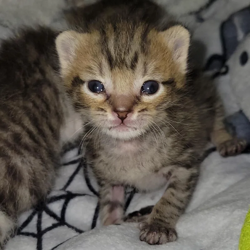 A baby small-sized male Brown / Chocolate Domestic Short Hair cat named Huckleberry for adoption in Nashville, IN