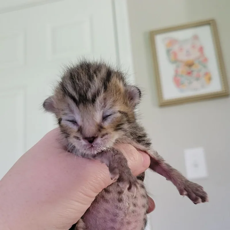 Huckleberry thumbnail 2
