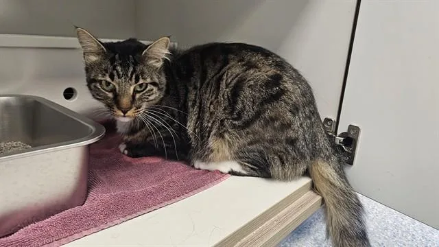 A young large-sized male Domestic Long Hair cat named Tibbs for adoption in Paradise, CA