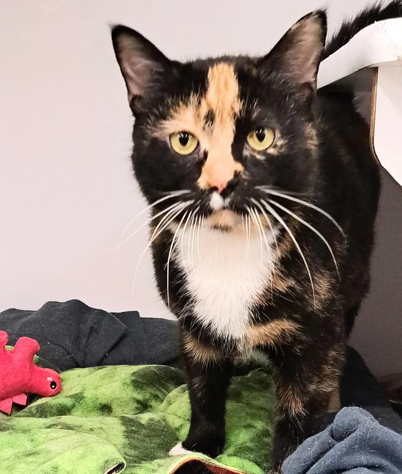 Marmalade