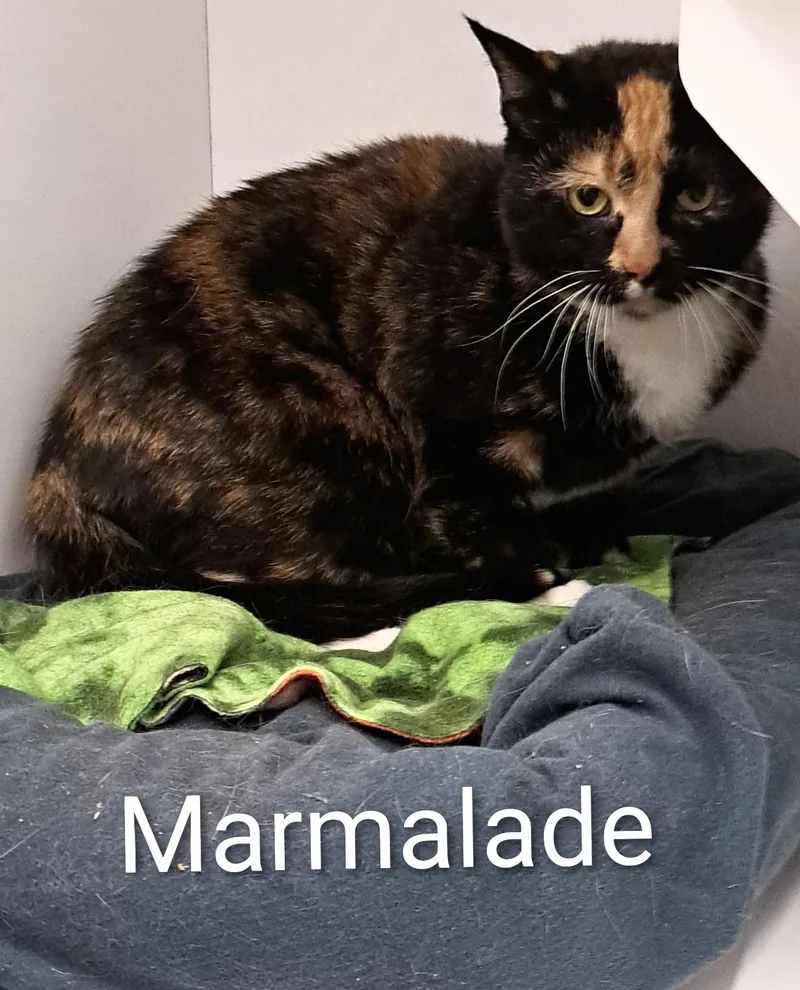 Marmalade thumbnail 2