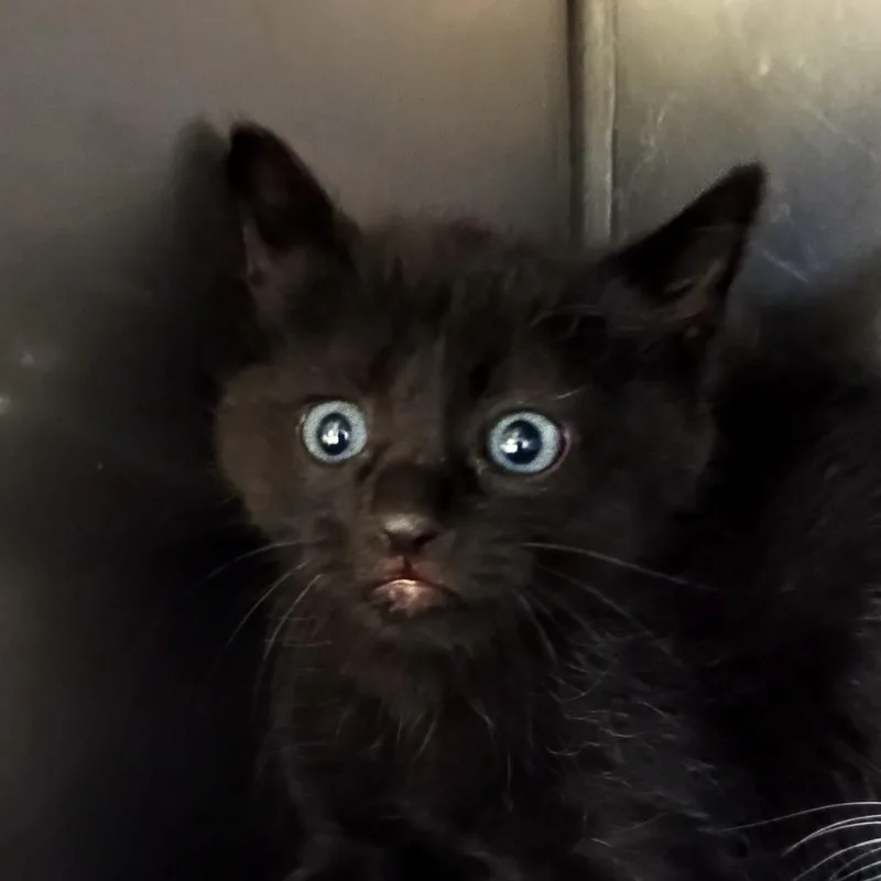 A baby small-sized female Black Domestic Medium Hair cat named Aria for adoption in Palestine, TX