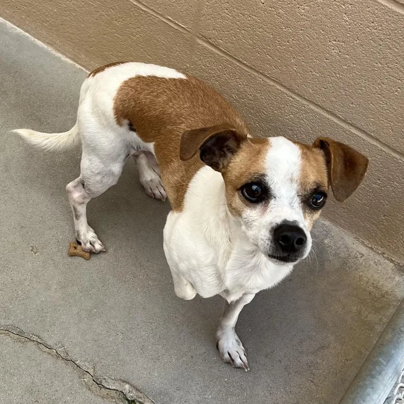 An adult small-sized male White / Cream Chihuahua dog named Scotty for adoption in Ojai, CA