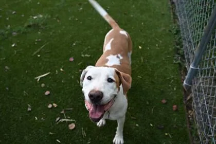 An adult medium-sized male White / Cream Hound dog named Woody for adoption in Houston, TX