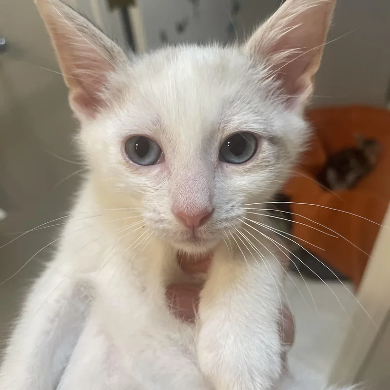 A baby medium-sized female Siamese cat named Samira for adoption in Albuquerque, NM