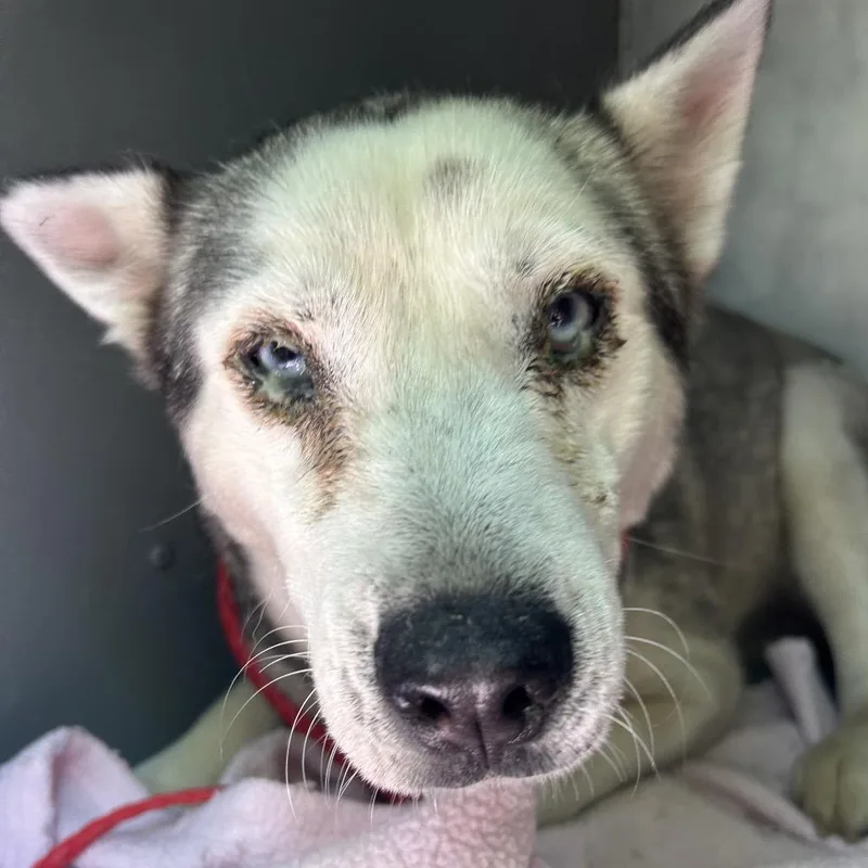 An adult medium-sized female Gray / Blue / Silver Husky dog named Circe for adoption in Greensboro, NC