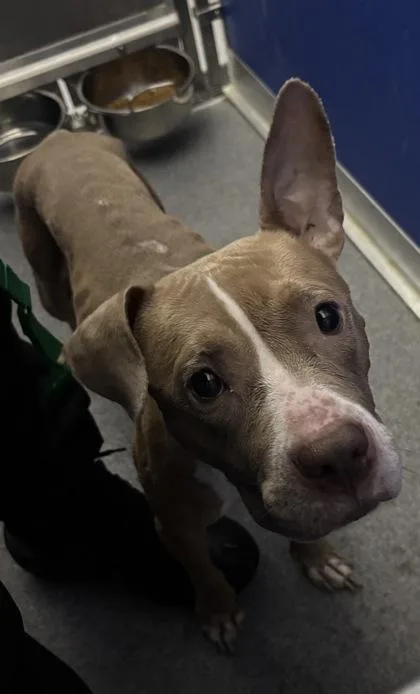 An adult medium-sized female Mixed Breed dog named Duchess for adoption in West Chester, PA
