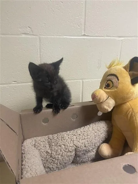 A baby small-sized male Domestic Short Hair cat named Odin for adoption in Sacramento, CA