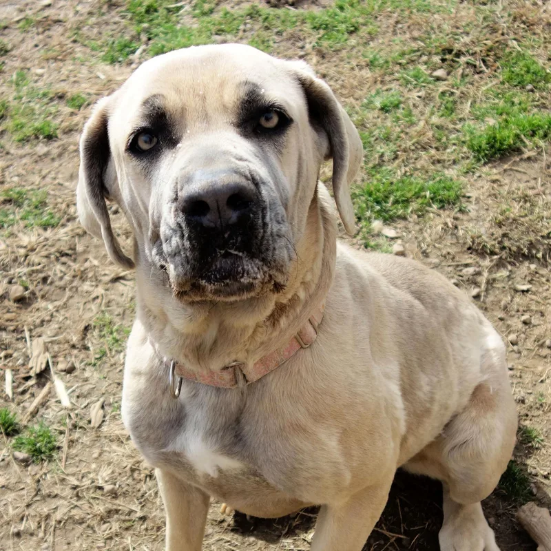 An adult large-sized female Cane Corso dog named Bambi for adoption in Norwood, GA