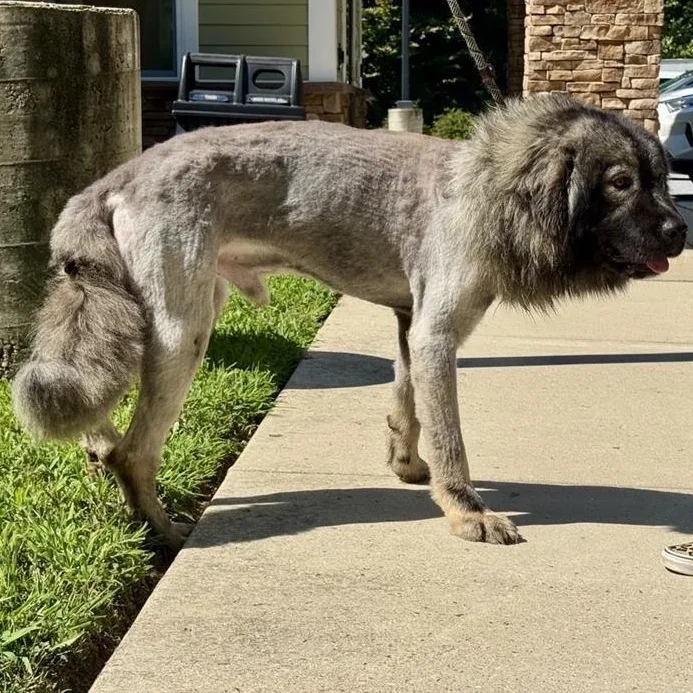 A young extra large-sized male Sable Caucasian Sheepdog / Caucasian Ovtcharka dog named Puffer for adoption in Prince Frederick, MD