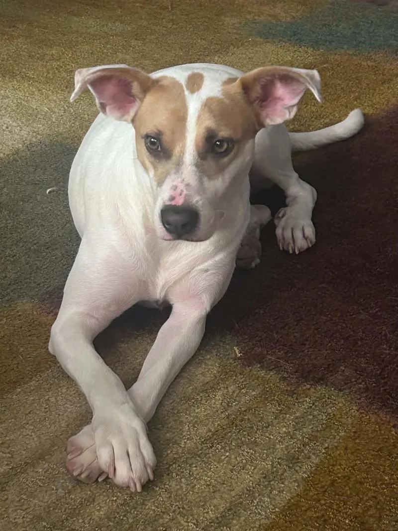 A young medium-sized female Mixed Breed dog named Beatrice for adoption in Grand Rapids, MI