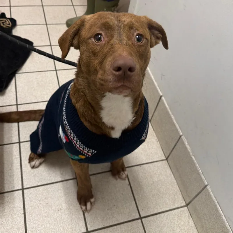 A young medium-sized male Brown / Chocolate Mixed Breed dog named Batman for adoption in Charleston, WV