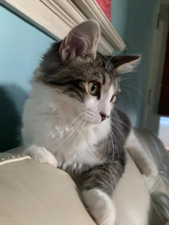 A baby medium-sized male Gray / Blue / Silver Maine Coon cat named Maury for adoption in Belton, MO