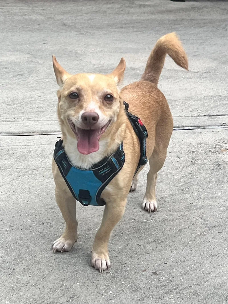 An adult medium-sized male Pembroke Welsh Corgi dog named Monroe for adoption in Houston, TX