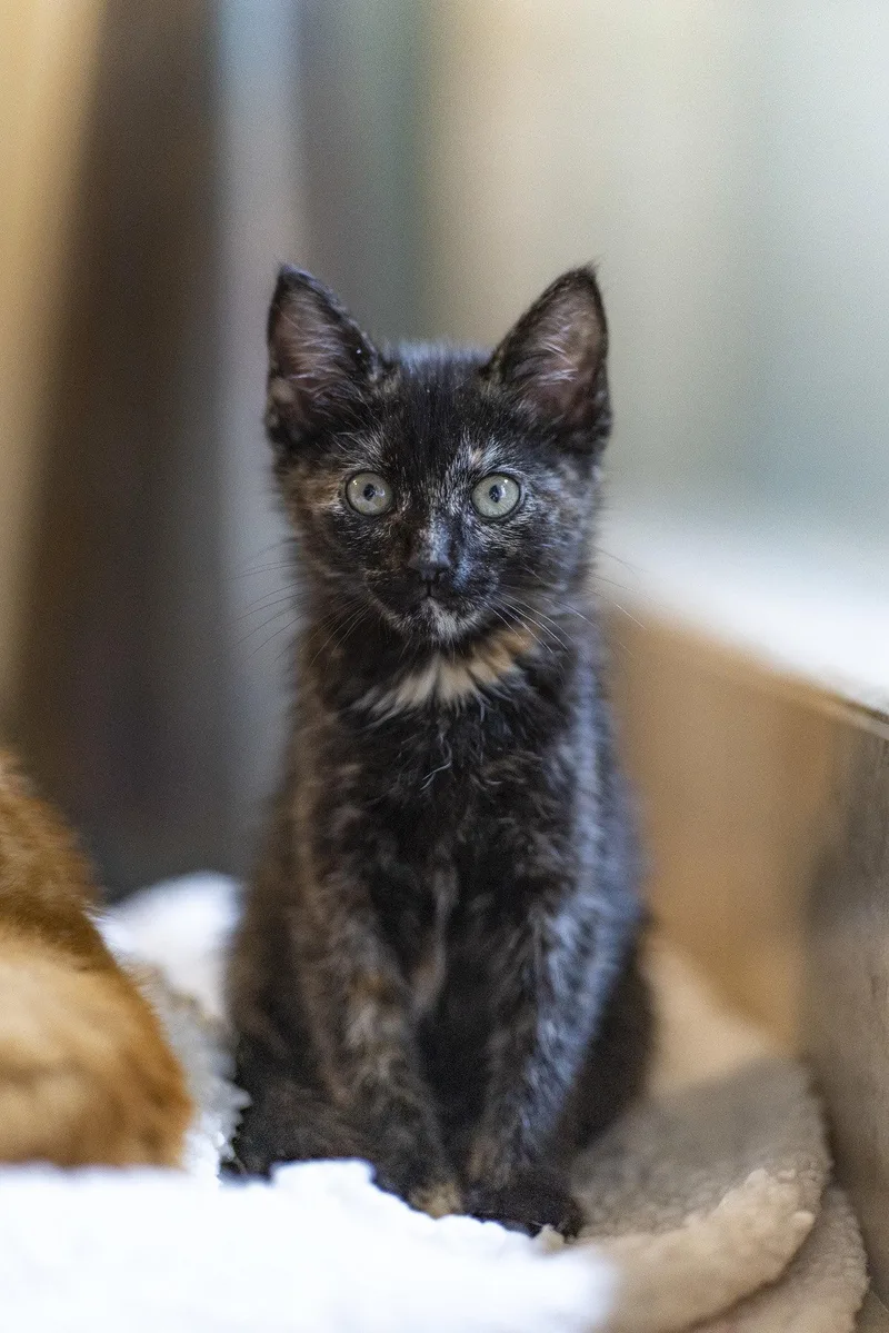 A young medium-sized female Domestic Medium Hair cat named Bibi for adoption in Alpharetta, GA