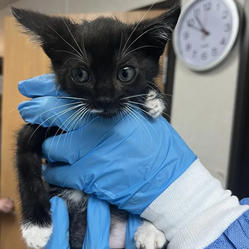 A baby small-sized female Black Domestic Short Hair cat named Roxy for adoption in Pensacola, FL