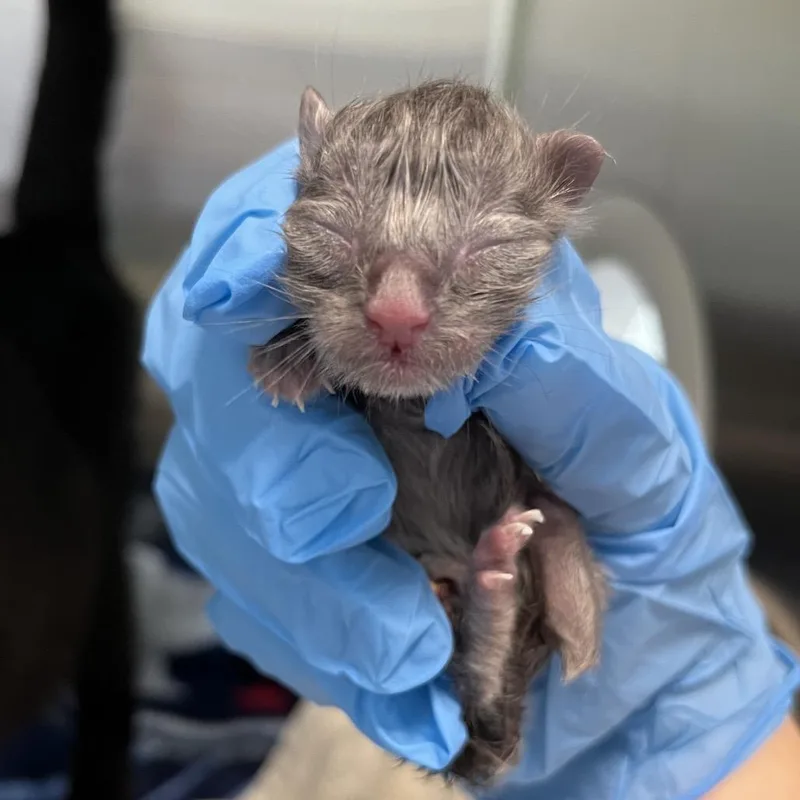 A baby small-sized female Gray / Blue / Silver Domestic Short Hair cat named Stop Watch for adoption in Greensboro, NC