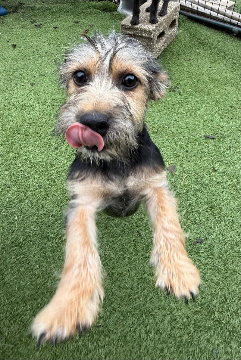 A baby small-sized male Mixed Breed dog named Jericho for adoption in Groton, CT
