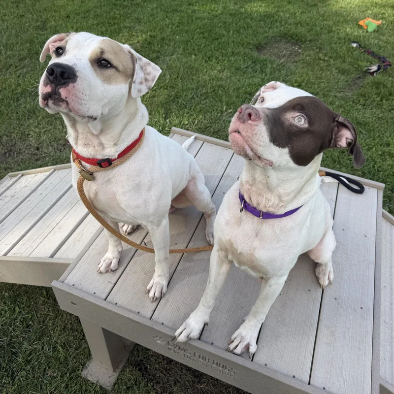 An adult medium-sized female Mixed Breed dog named Precious for adoption in Cooperstown, NY