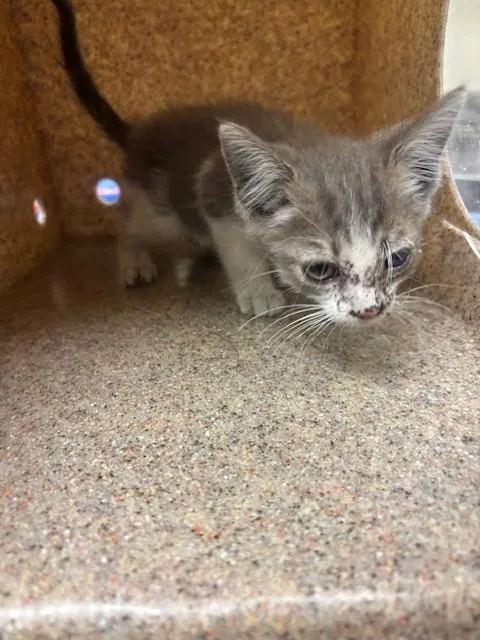 A baby small-sized female Domestic Short Hair cat named Dana for adoption in Lancaster, CA
