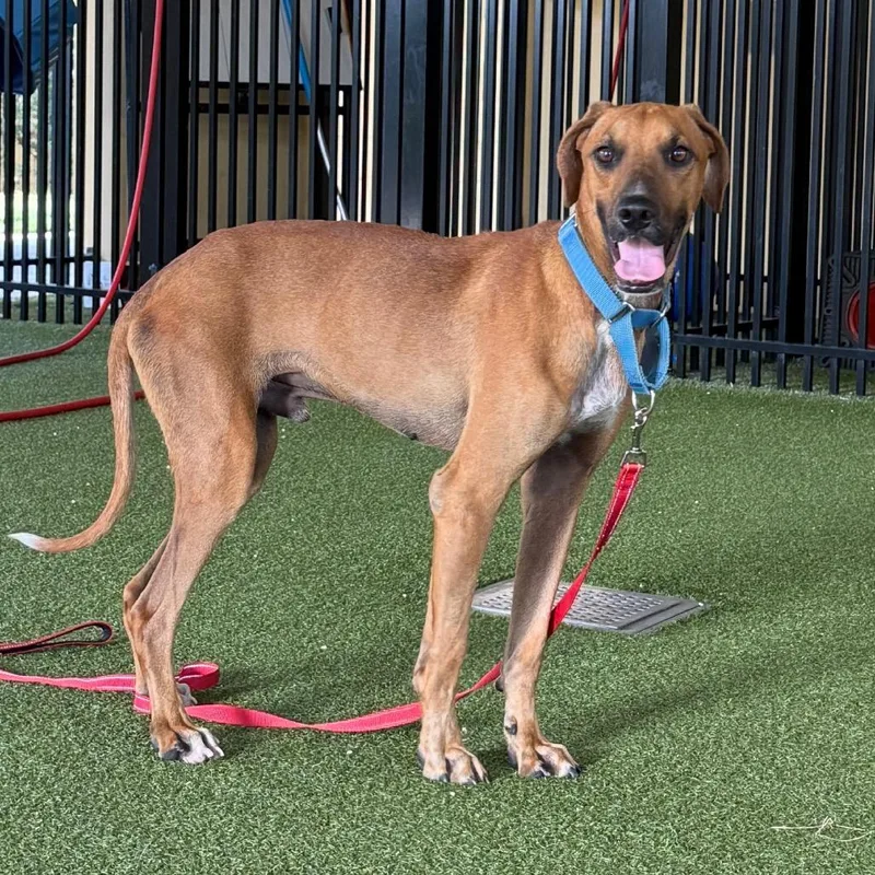 An adult medium-sized male Brown / Chocolate Mixed Breed dog named Bourbon for adoption in West Palm Beach, FL