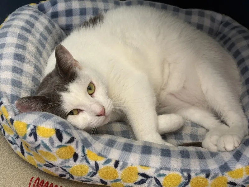 A young medium-sized female Gray & White Domestic Short Hair cat named Cindy for adoption in Wantagh, NY