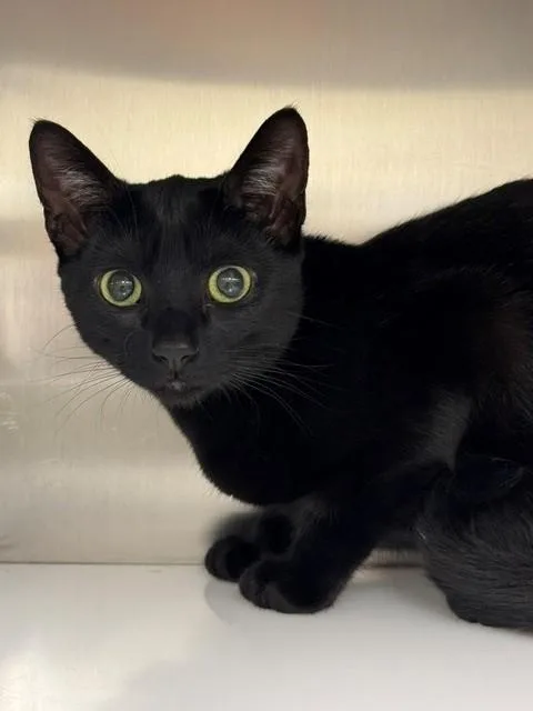 A young medium-sized female Domestic Short Hair cat named Morgan for adoption in Naples, FL