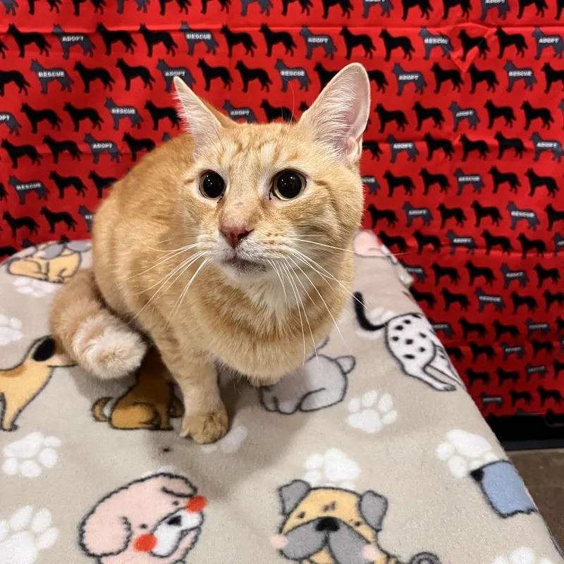A senior medium-sized male Orange / Red Domestic Short Hair cat named Peanut for adoption in Washburn, MO