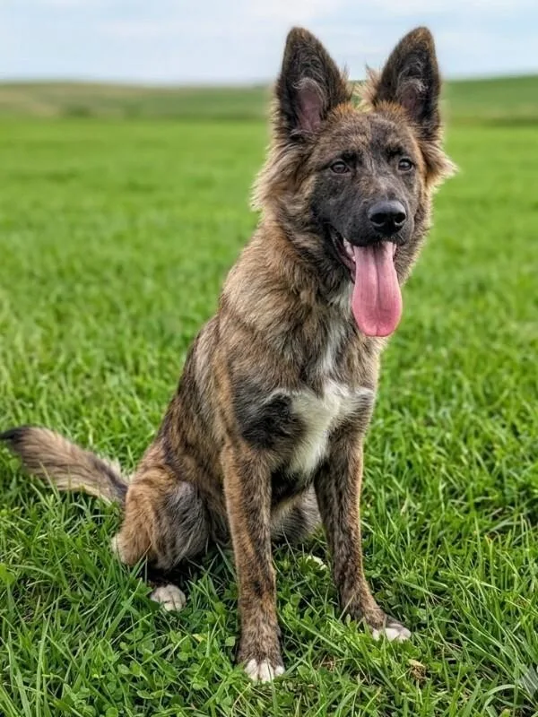 A young medium-sized female Shepherd dog named Roxy for adoption in Yankton, SD