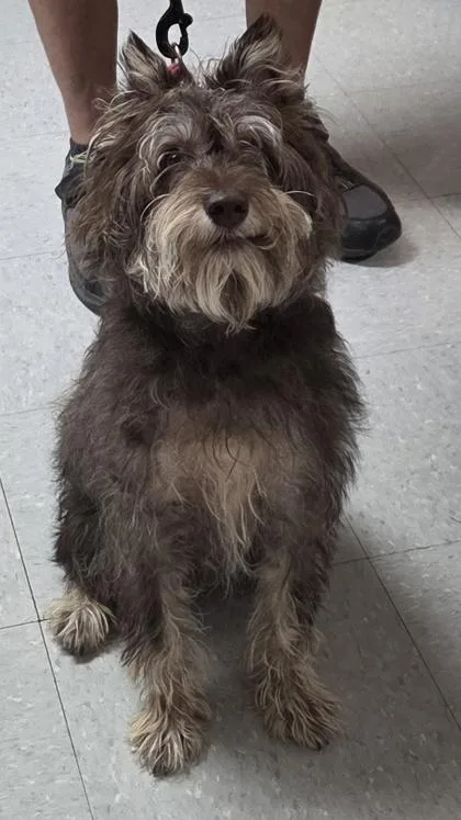 Mylo