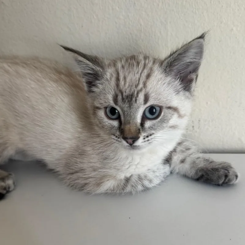 A baby small-sized female Brown / Chocolate Domestic Short Hair cat named Feta for adoption in Sunnyvale, CA