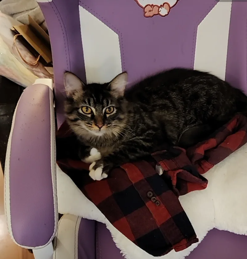 Chaingang Charlie thumbnail 2