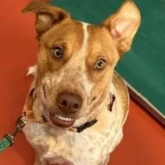 A young medium-sized male Australian Cattle Dog / Blue Heeler dog named Riley for adoption in Ridgway, CO