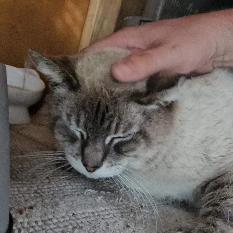 An adult small-sized male Gray / Blue / Silver Siamese cat named Mazapan for adoption in Long Beach, CA