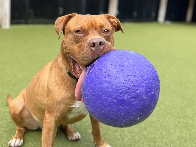 Cherokee thumbnail 3