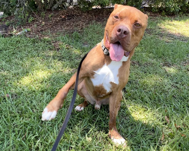 Cherokee thumbnail 4